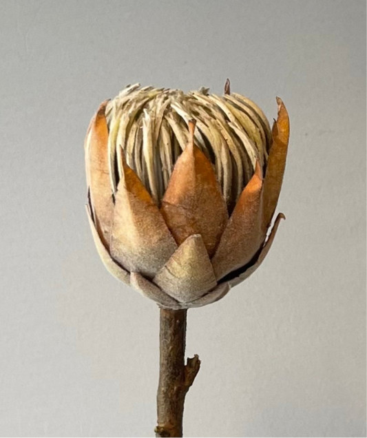 Small Coffee King Protea Single Stem Artificial Flowers Faux Flowers