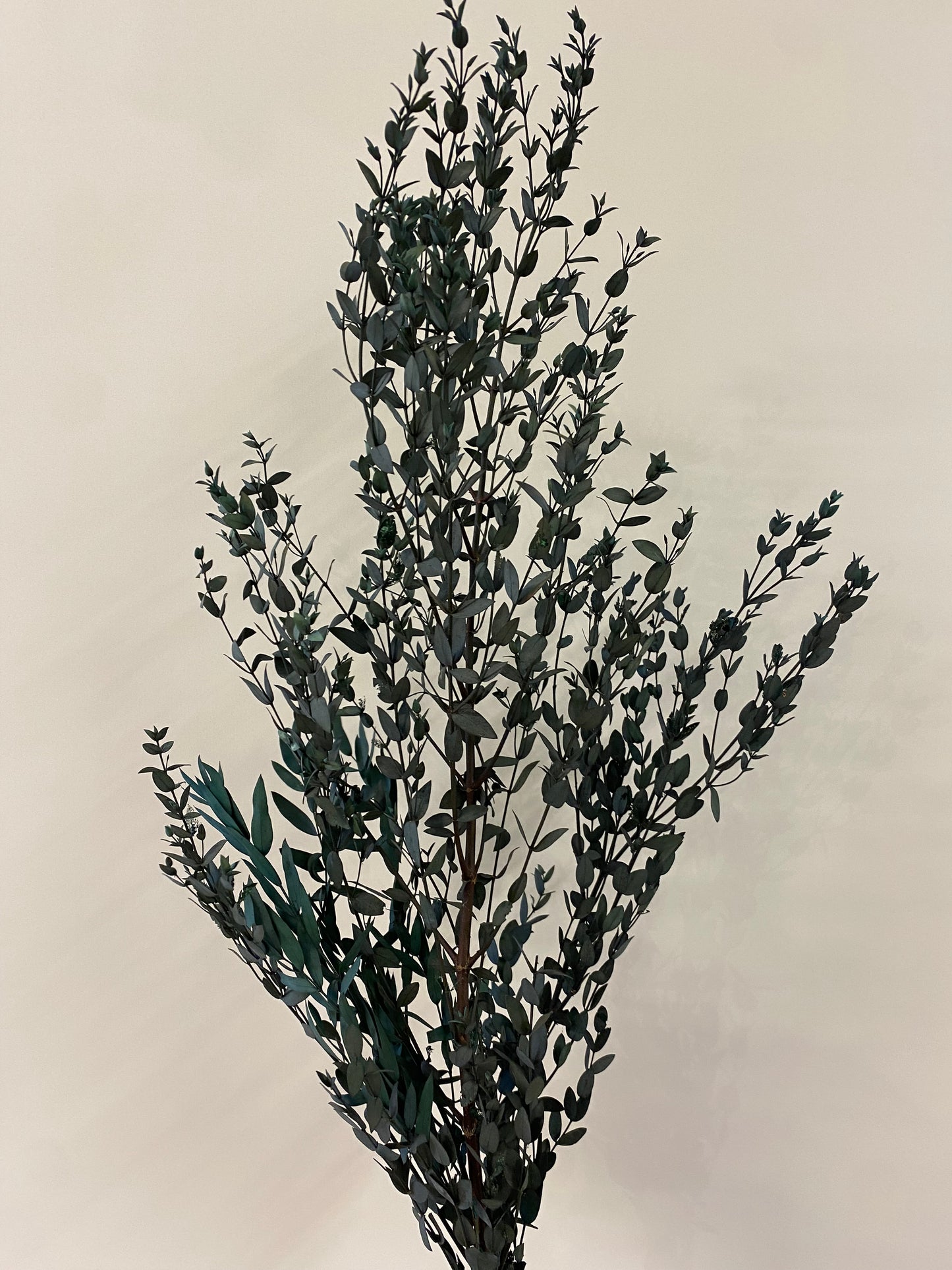 Dark Green Italian Ruscus Bunch Dried Flower