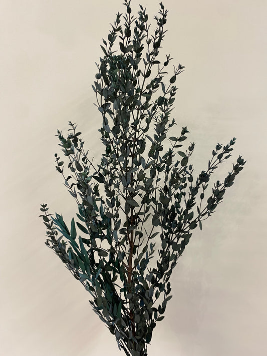 Dark Green Italian Ruscus Bunch Dried Flower