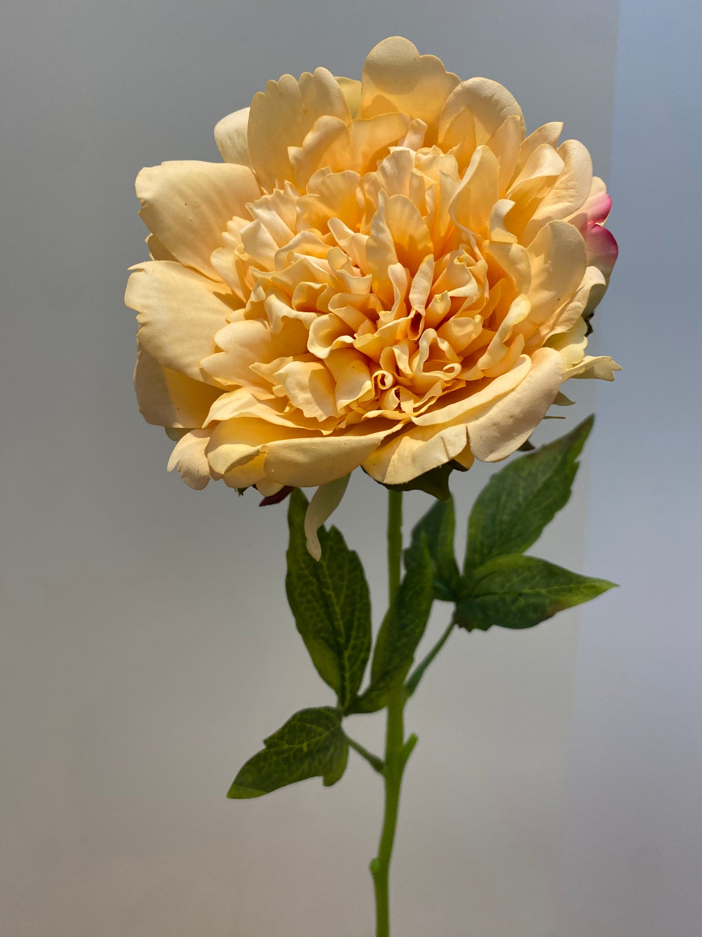 Real Touch Yellow Cabbage Rose Single Stem Artificial Faux Flowers