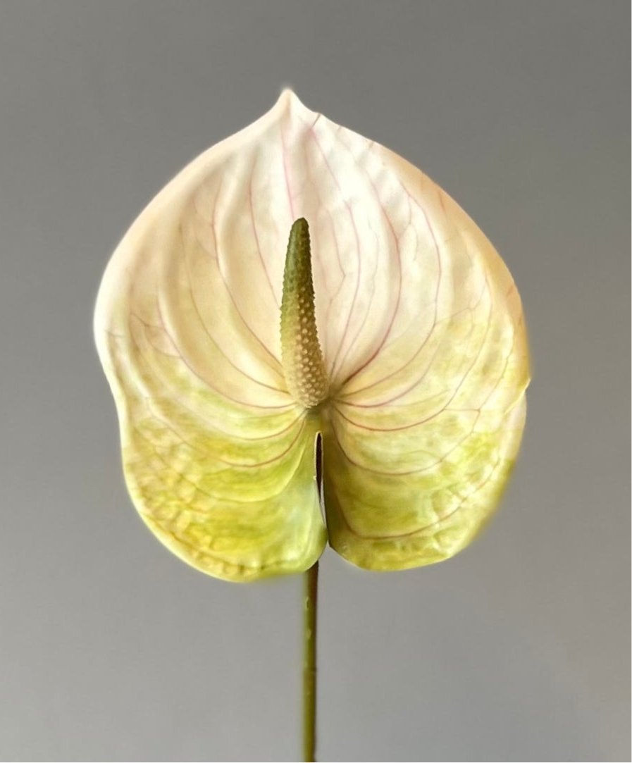 Green and White Anthurium Single Stem Artificial Faux Flowers Small