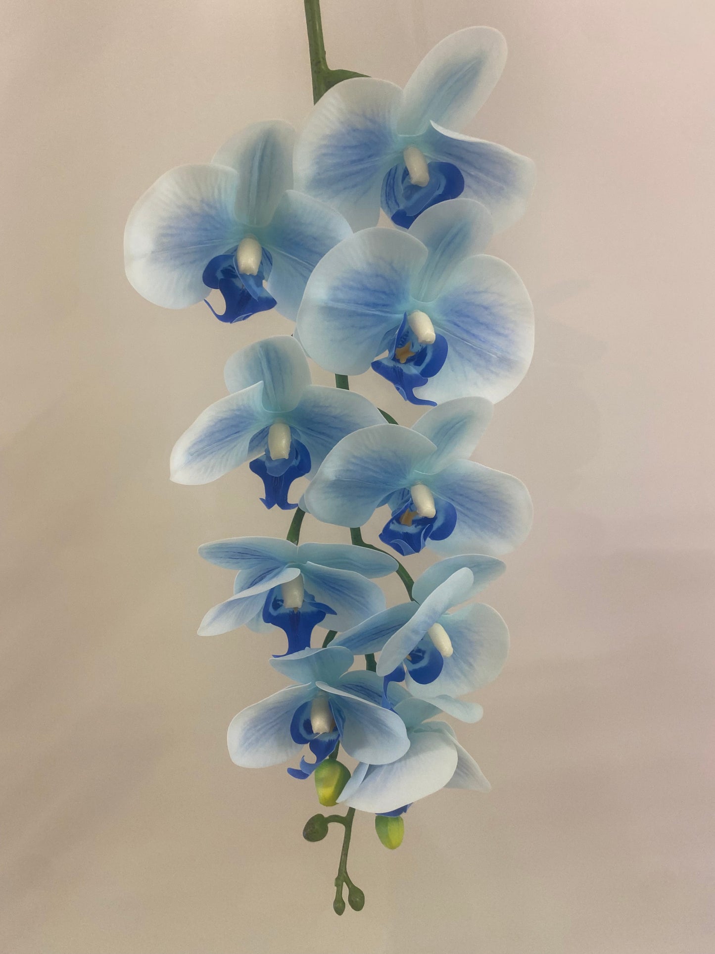 Sky Blue Orchid Single Stem