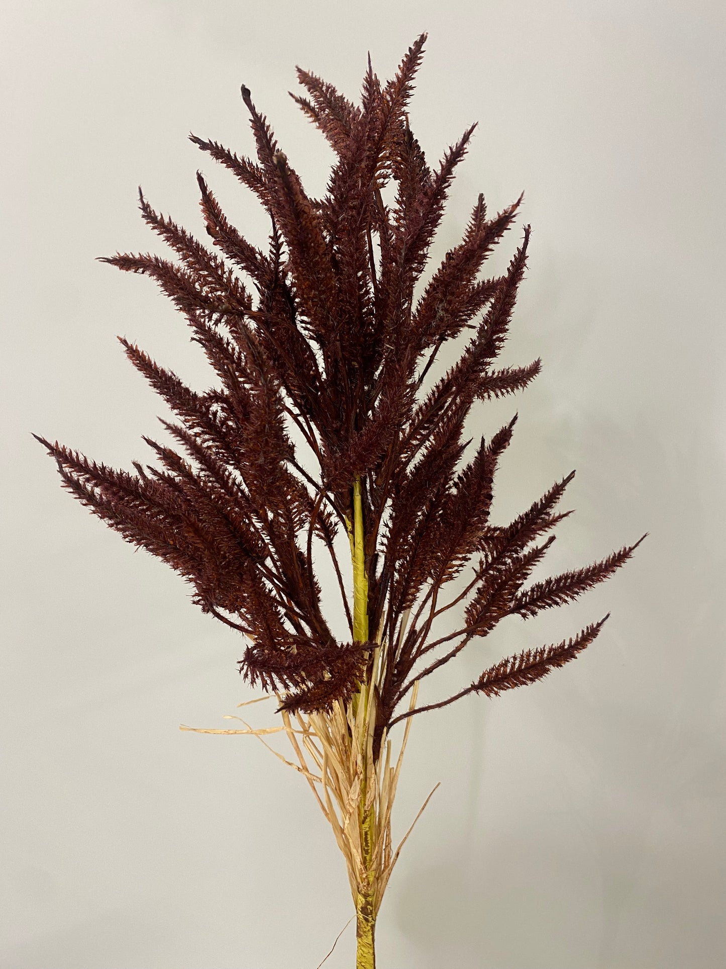 Grass Sorghum Burgundy Spray Artificial Faux Flowers Single Stem