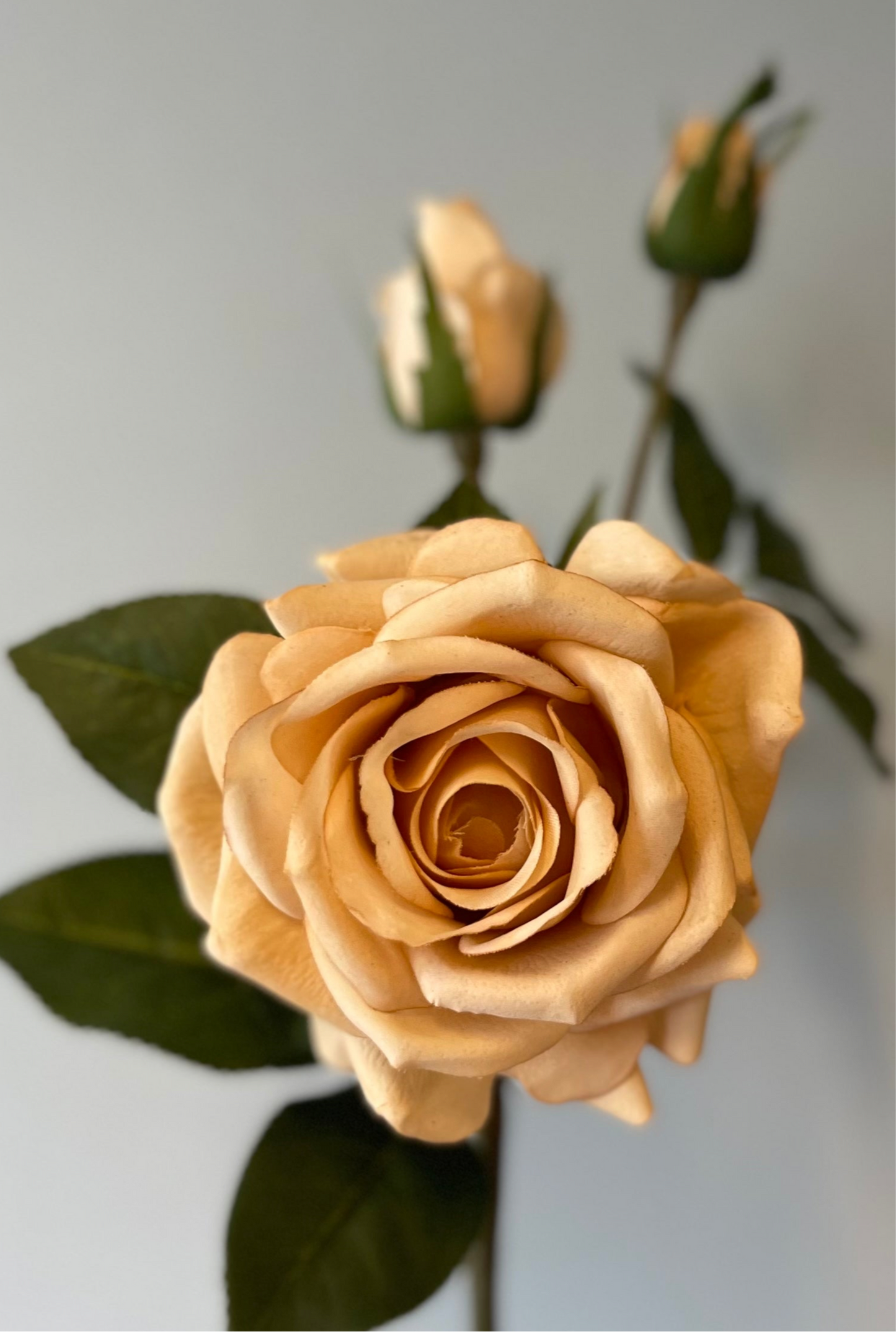 Lisa Rose Spray Blush Single Stem
