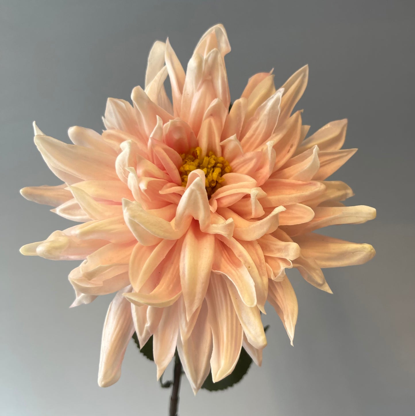 Real Touch Pink Dahlia Single Stem Artificial Faux Flowers