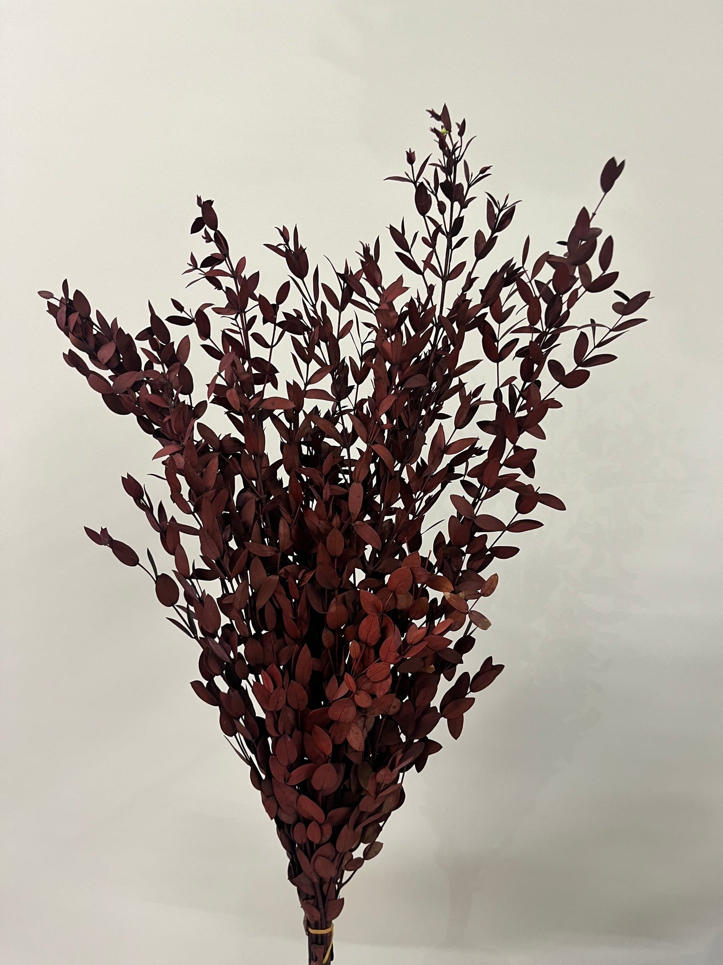 Burgundy Dried Italian Ruscus Bunch Dried Flower