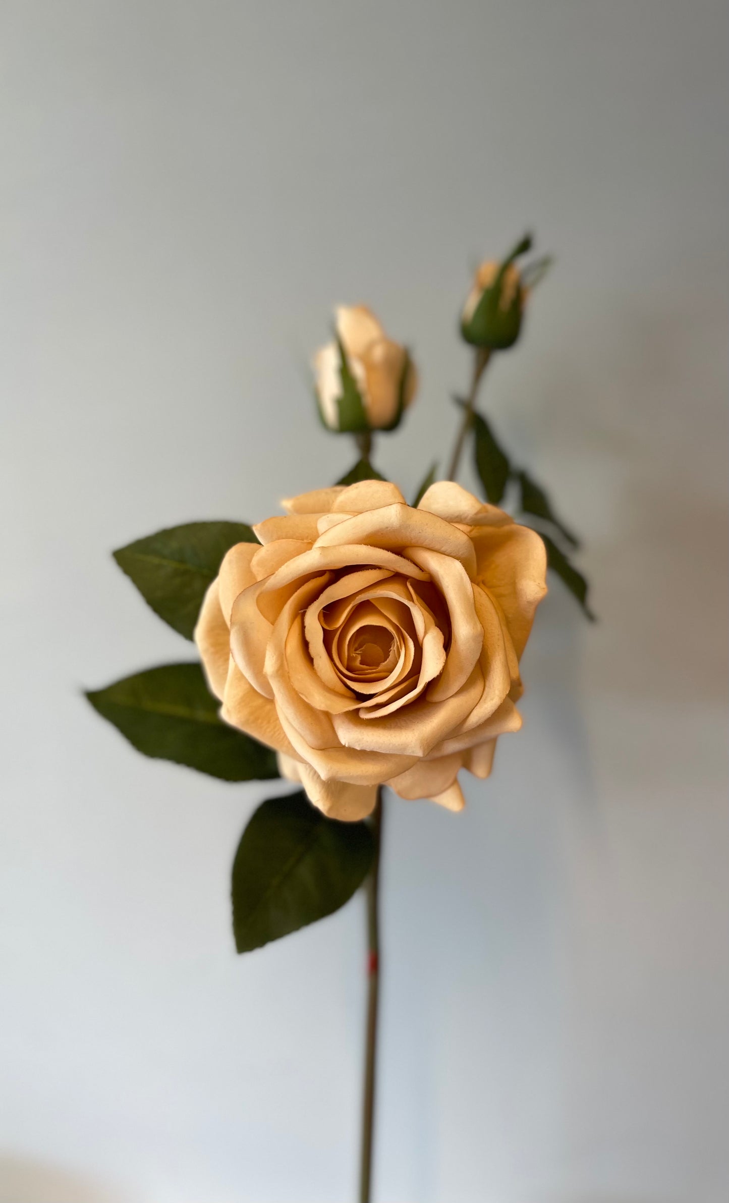 Lisa Rose Spray Blush Single Stem