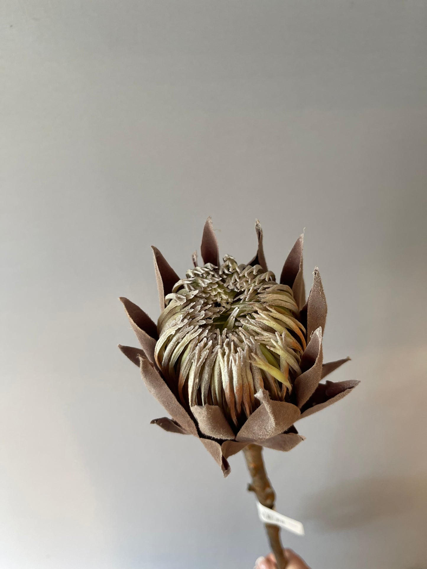 Coffee King Protea Single Stem Artificial Flowers Faux Flowers