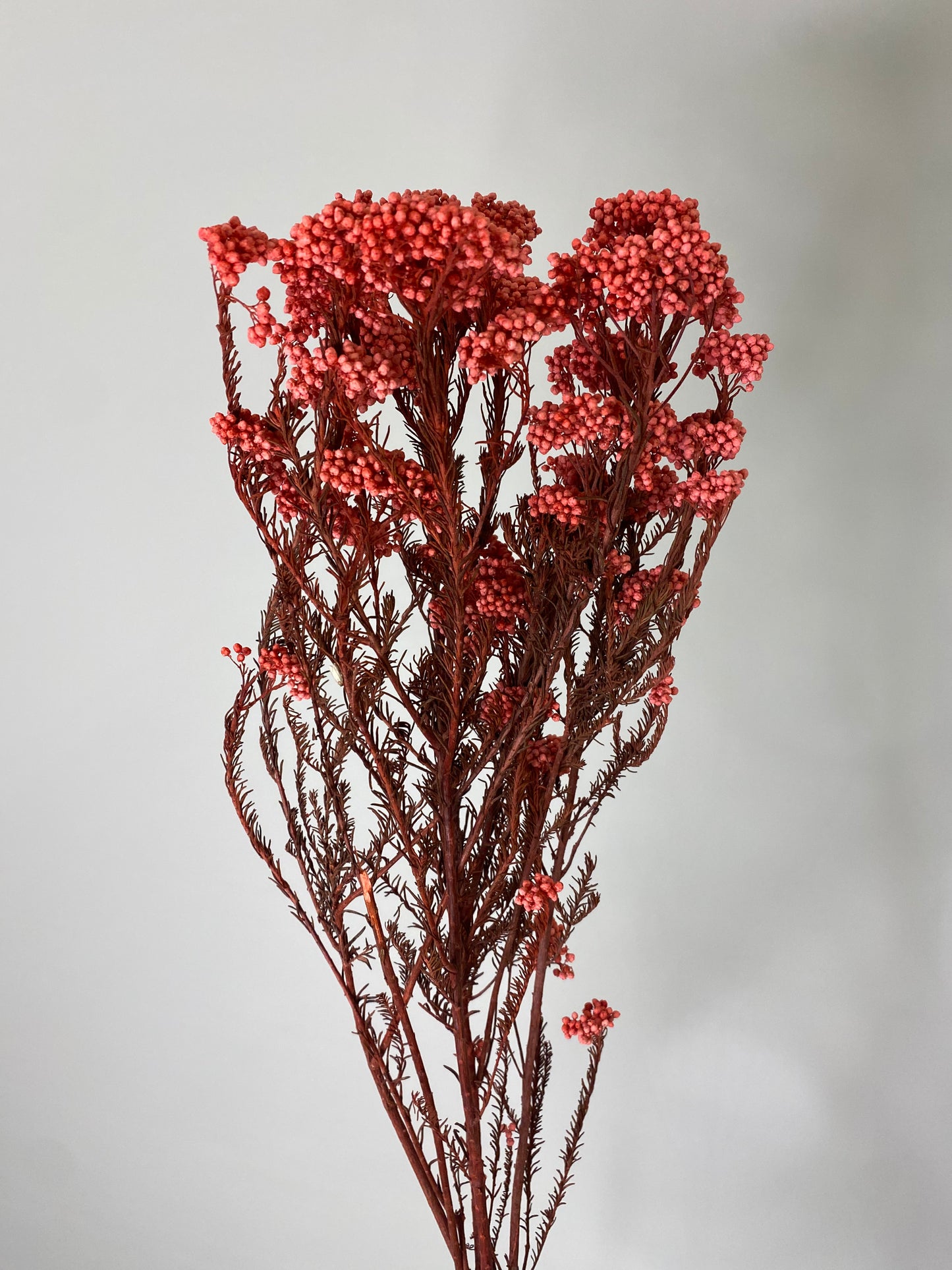 Hot Pink Dried Rice Flower Bunch
