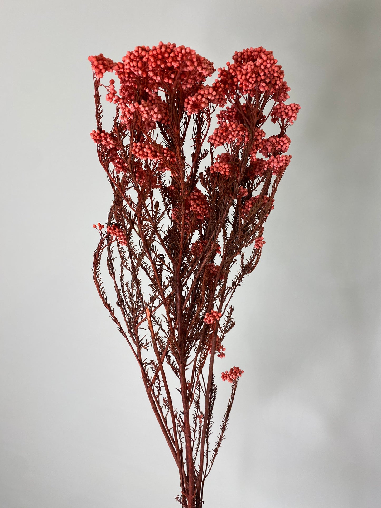 Hot Pink Dried Rice Flower Bunch