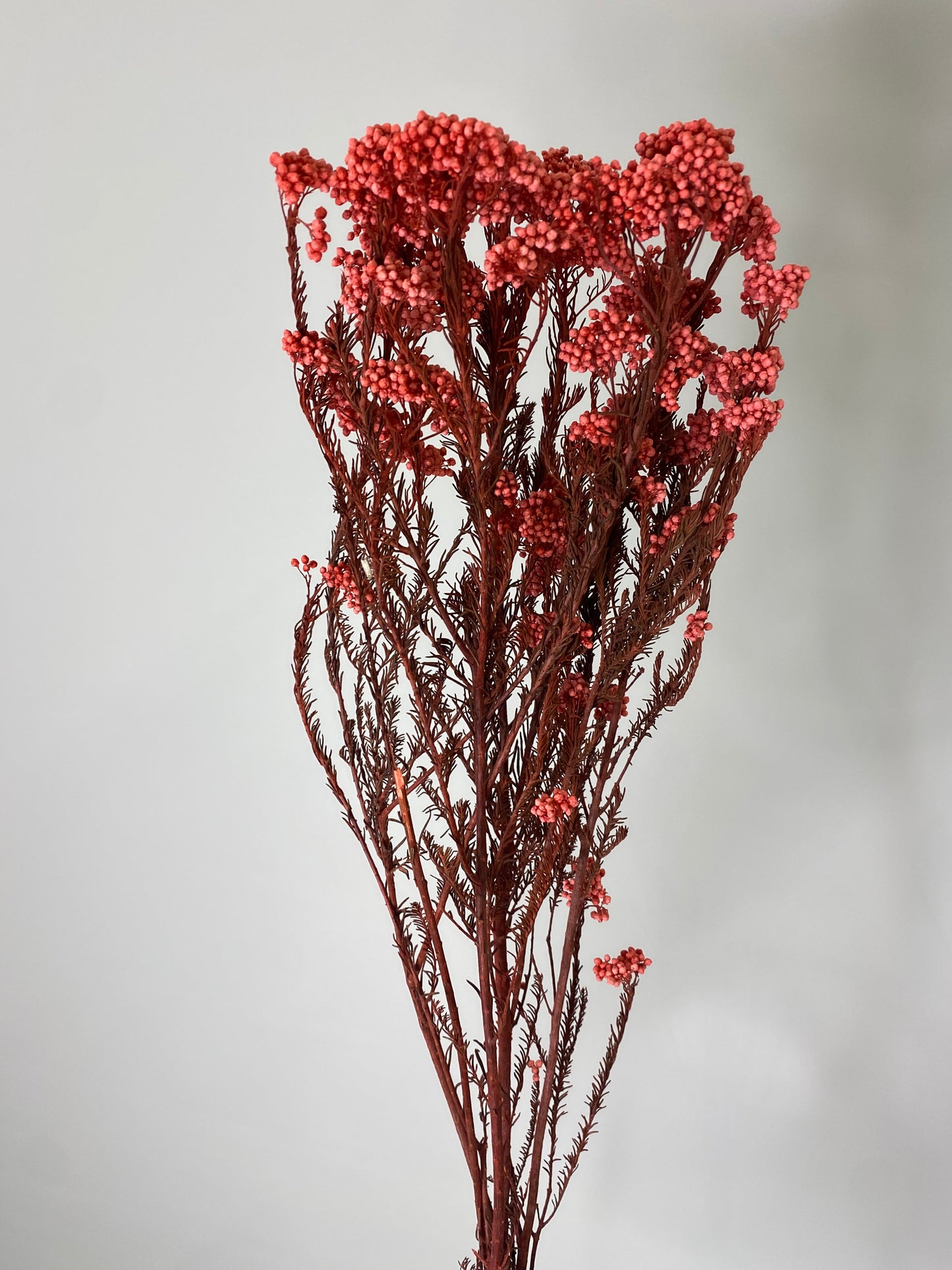 Hot Pink Dried Rice Flower Bunch