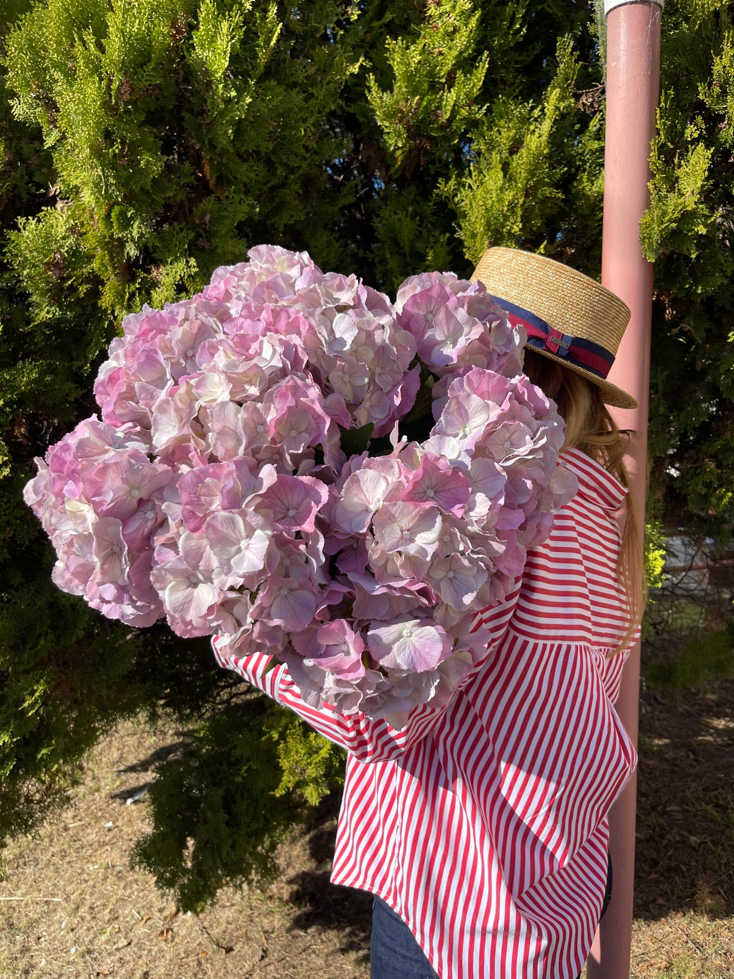Light Pink Hydrangea Single Stem