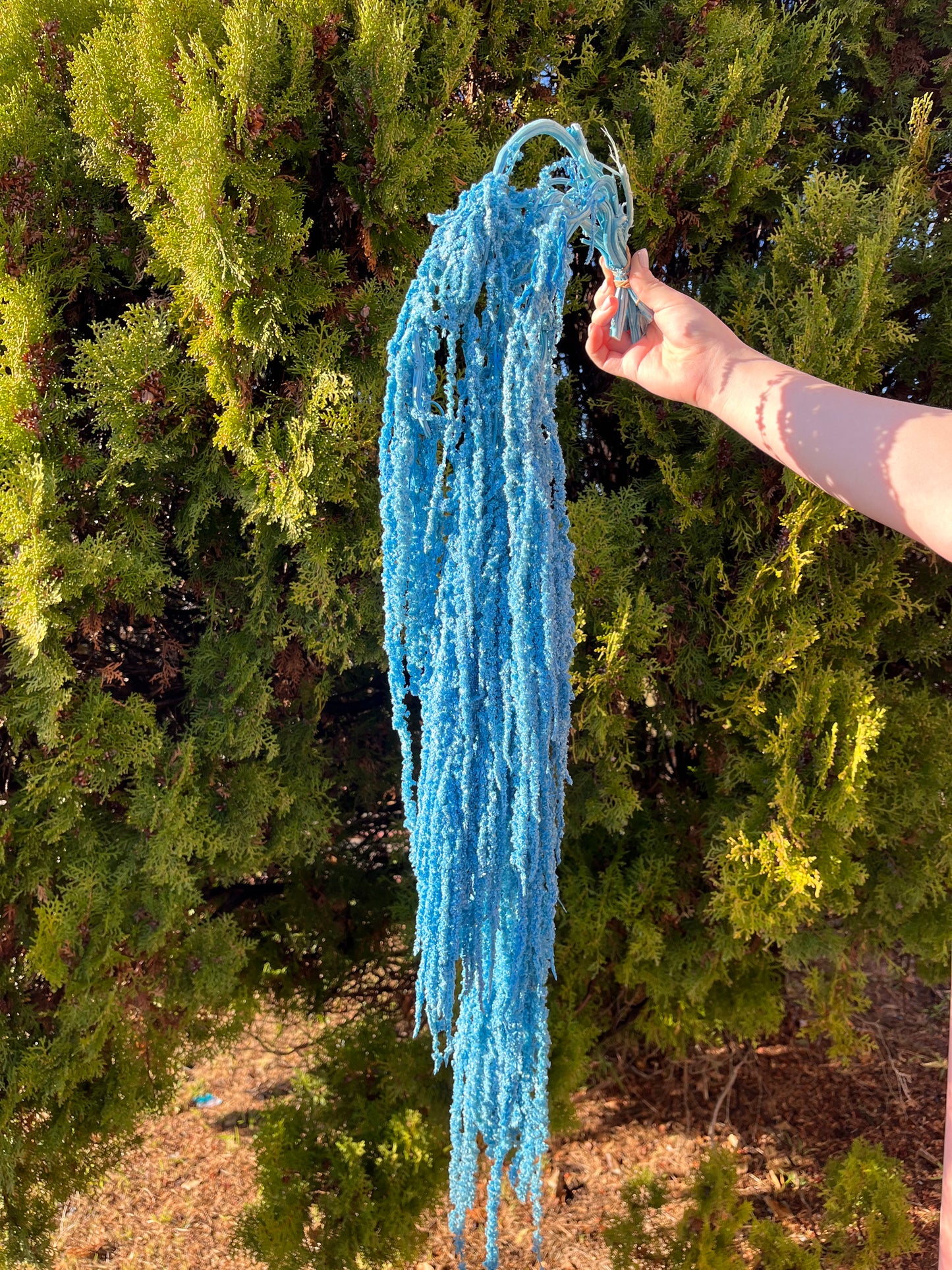 Sea Blue Dried Amaranthus