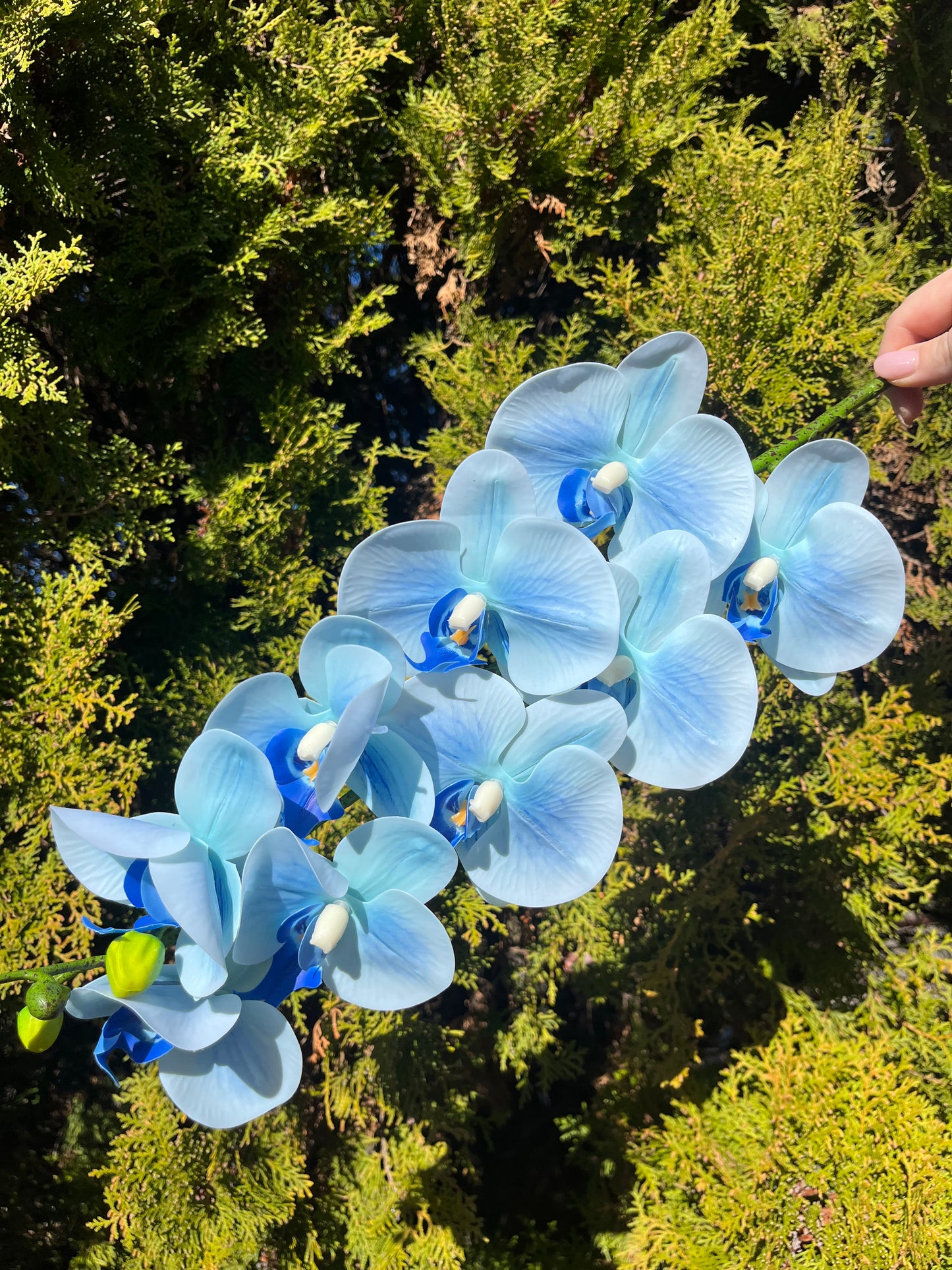 Sky Blue Orchid Single Stem
