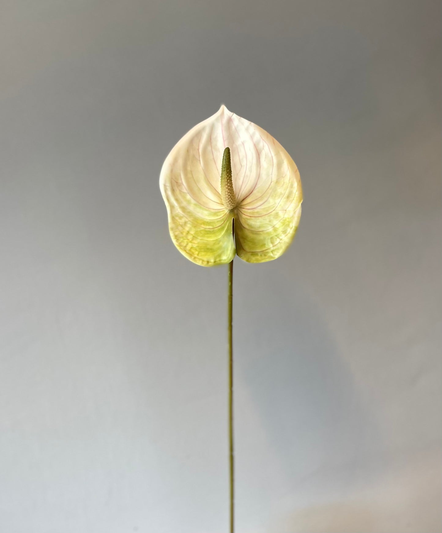Green and  White Anthurium Single Stem Artificial Flowers Faux Flowers