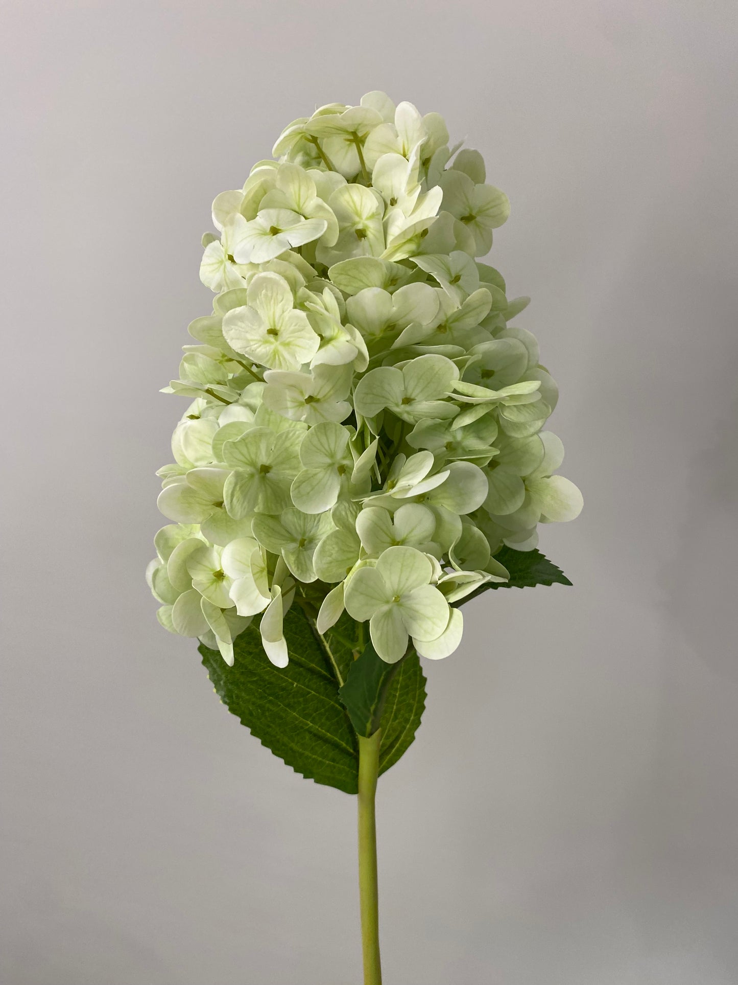 Hydrangea Paniculata Cone Real Touch Light Green  Single Stem - Artificial Flowers