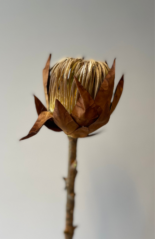 Brown King Protea Artificial Flower