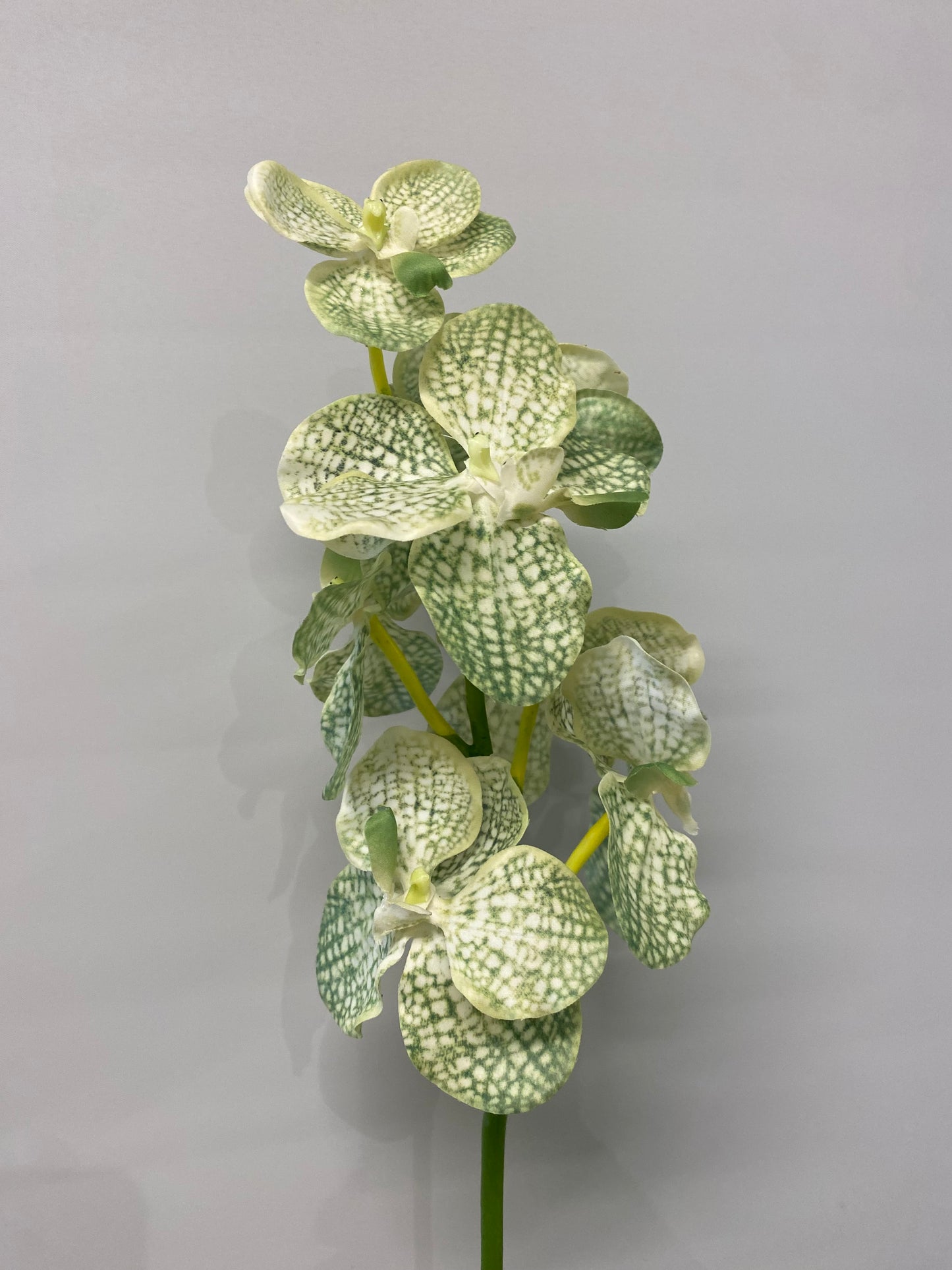 Real Touch White And Green Vanda Orchid Single Stem Artificial Faux Flowers