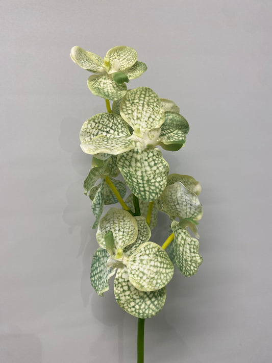 Real Touch White And Green Vanda Orchid Single Stem Artificial Faux Flowers
