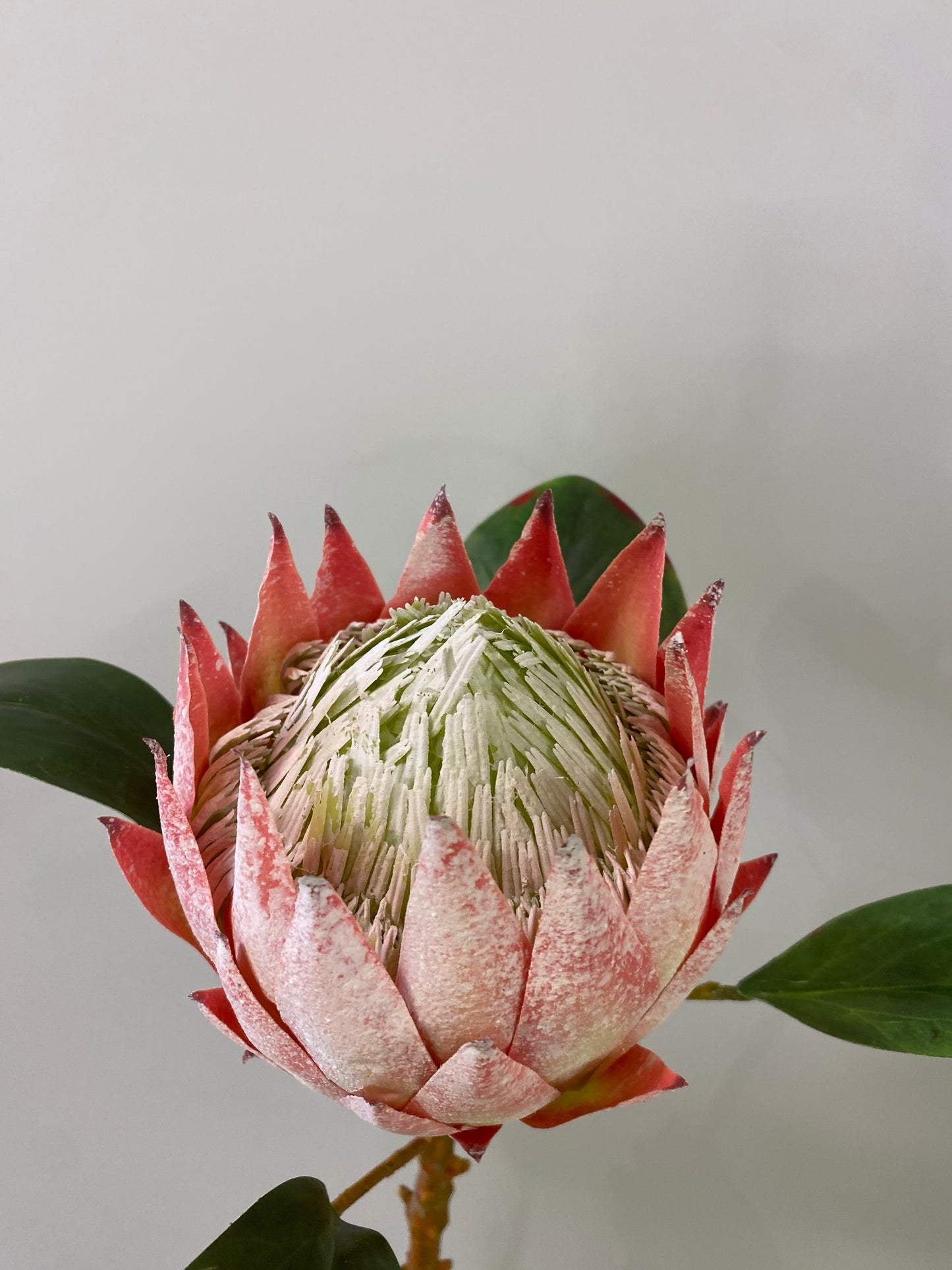 White Pink  King Protea Large Single Stem Artificial Flowers
