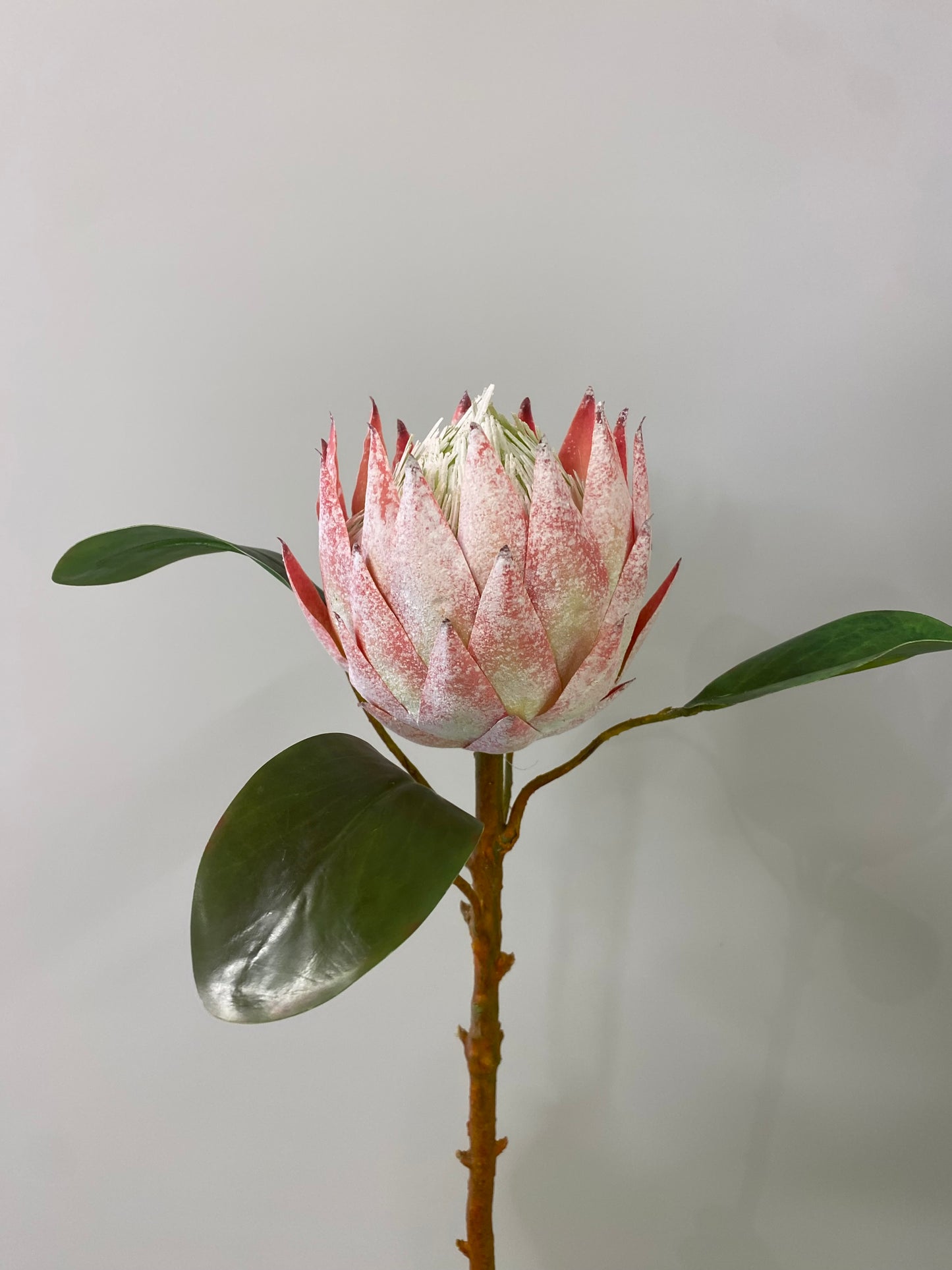 White Pink  King Protea Large Single Stem Artificial Flowers