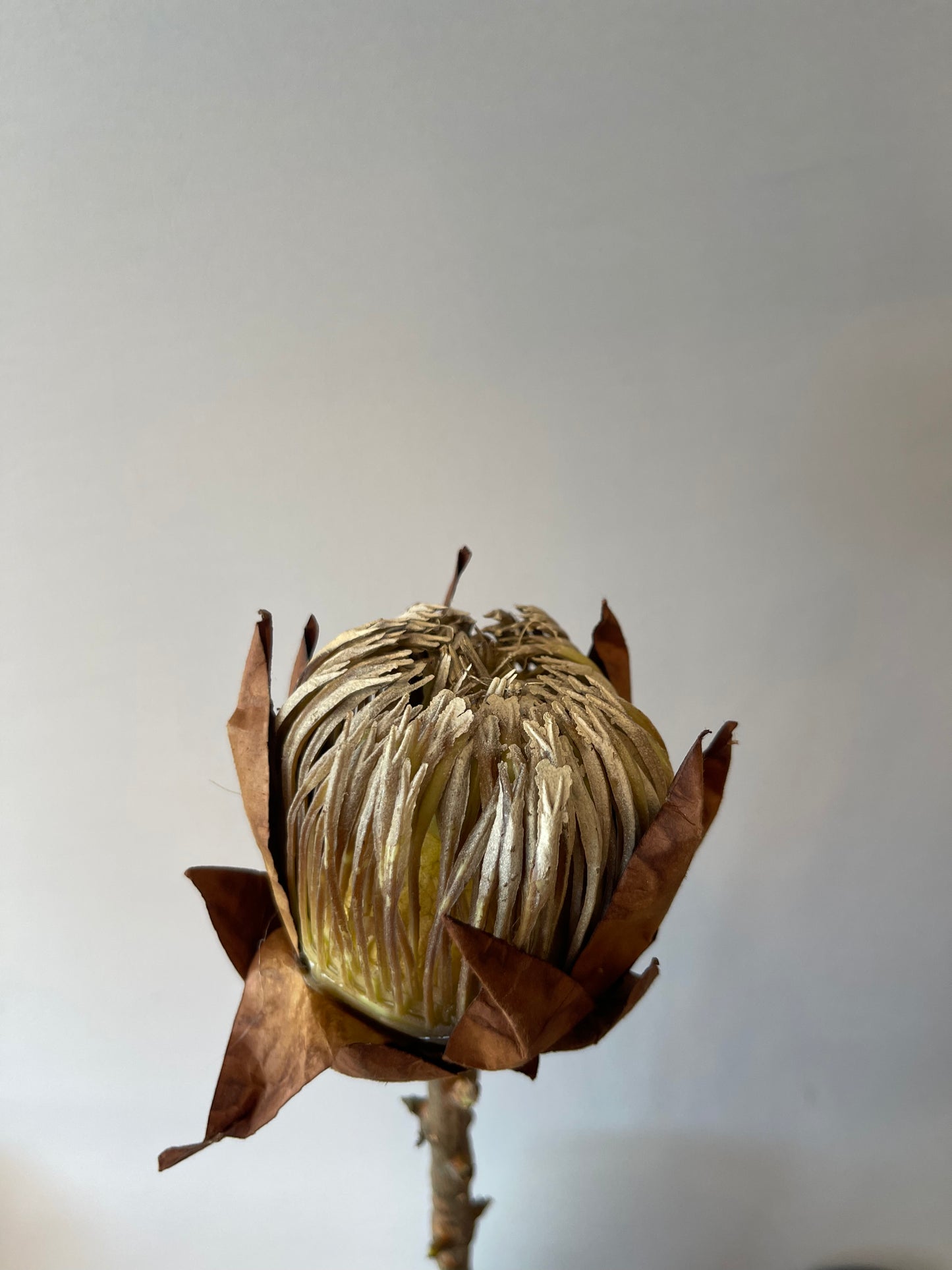 Brown King Protea Artificial Flowers Faux Flowers