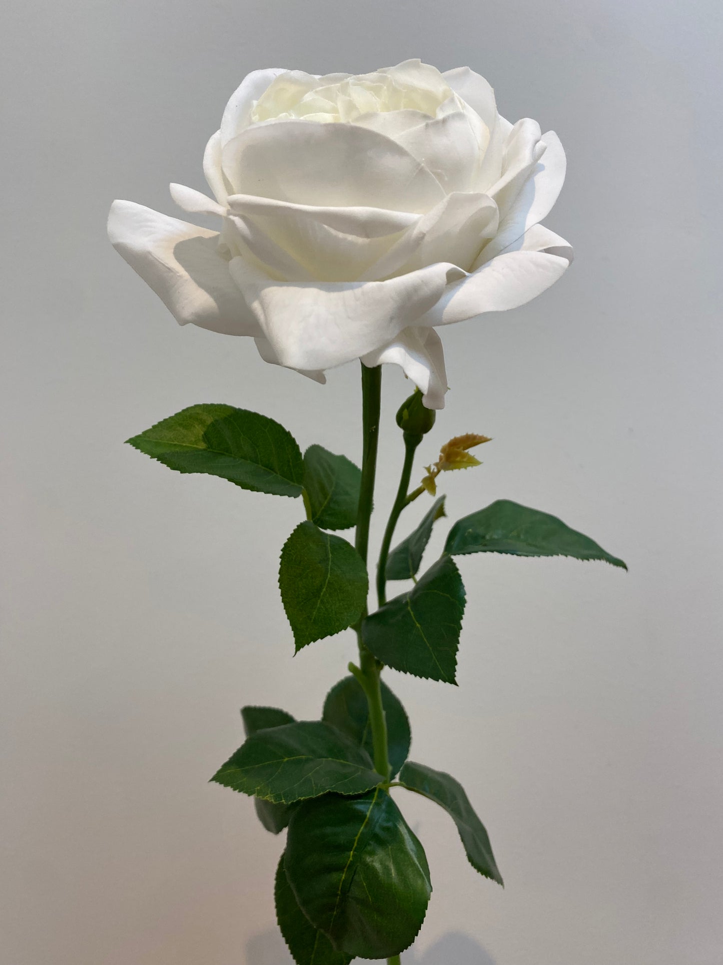 Real Touch White Austin Rose Single Stem   Artificial flowers A1