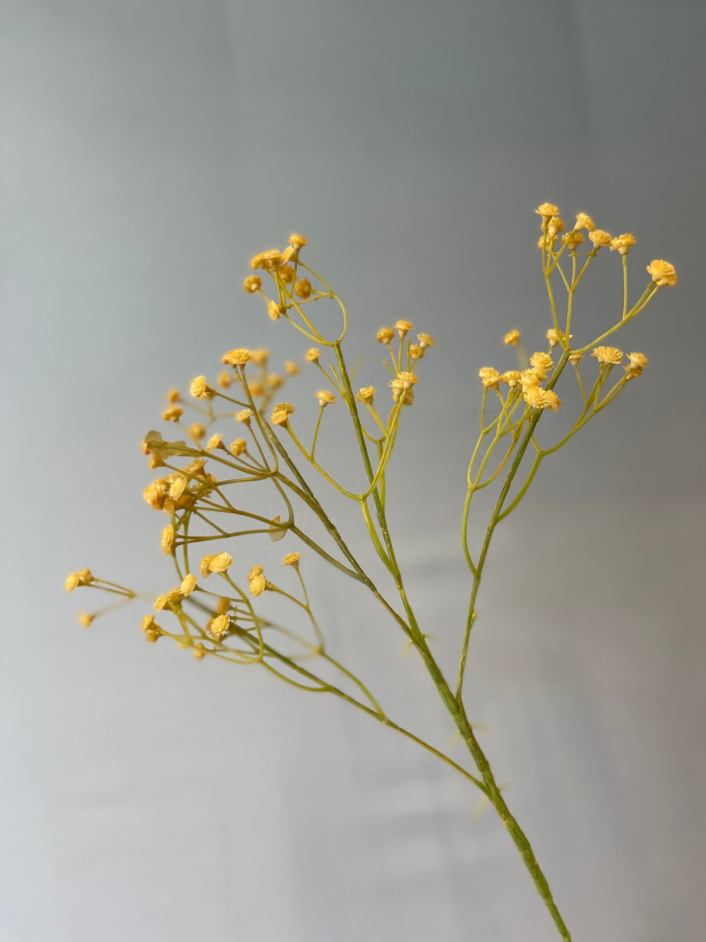 Yellow Honey Baby’s Breath Single Stem Artificial Flower Faux Flower