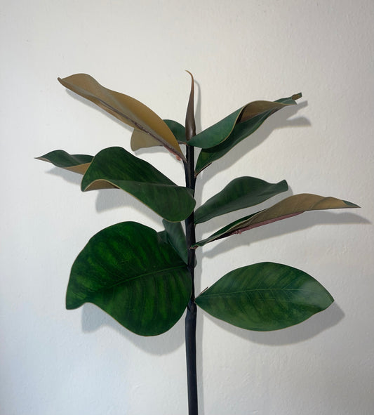 Deluxe Magnolia Leaf Single Stem