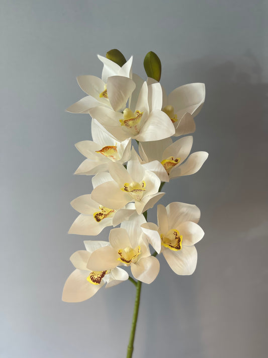White Cymbidium Orchid Single Stem