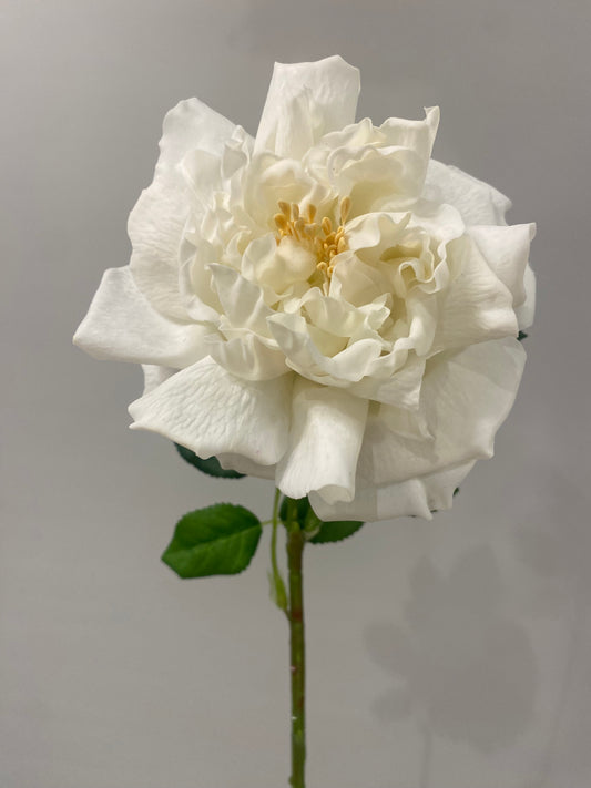 Real Touch White Austin Rose Single Stem   (Artificial flowers Faux Flowers)