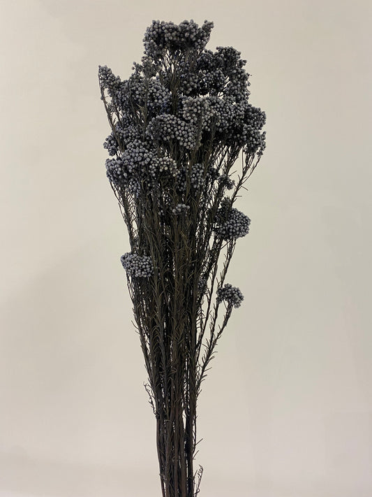 Charcoal Rice Flower Bunch Dried Flowers
