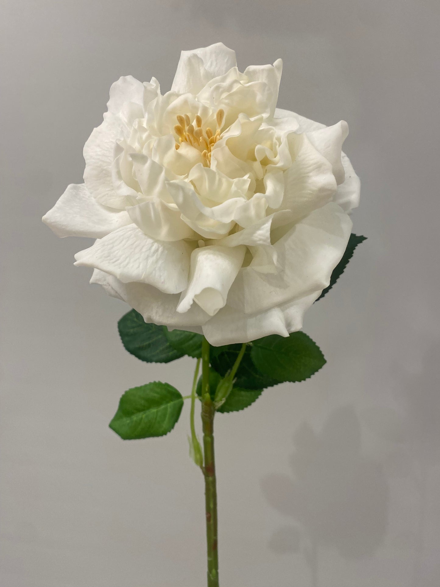 Real Touch White Austin Rose Single Stem   (Artificial flowers Faux Flowers)