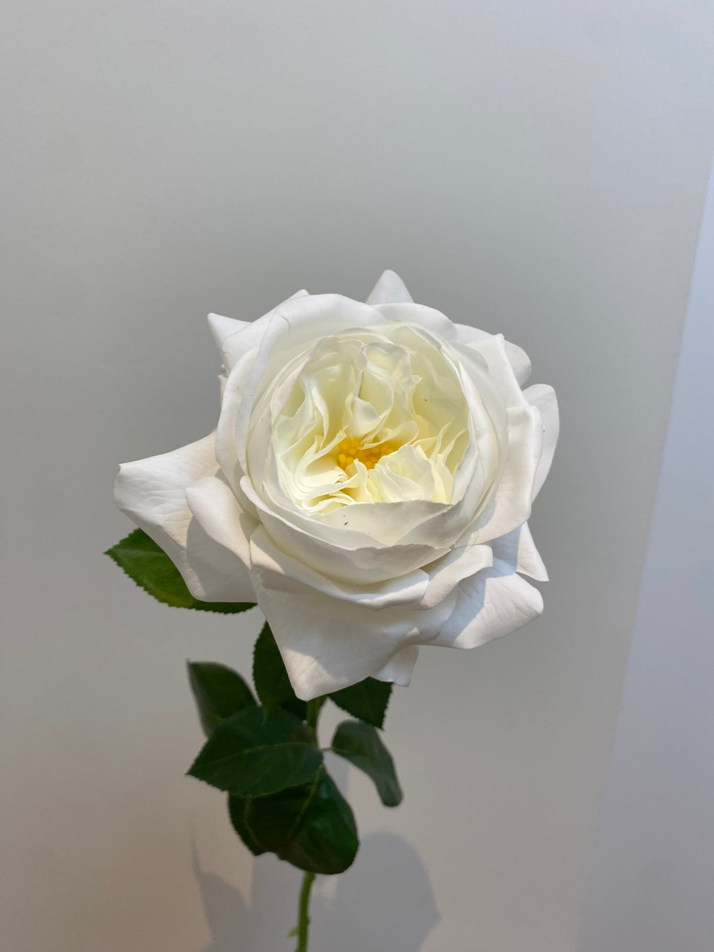 Real Touch White Austin Rose Single Stem   Artificial flowers A1