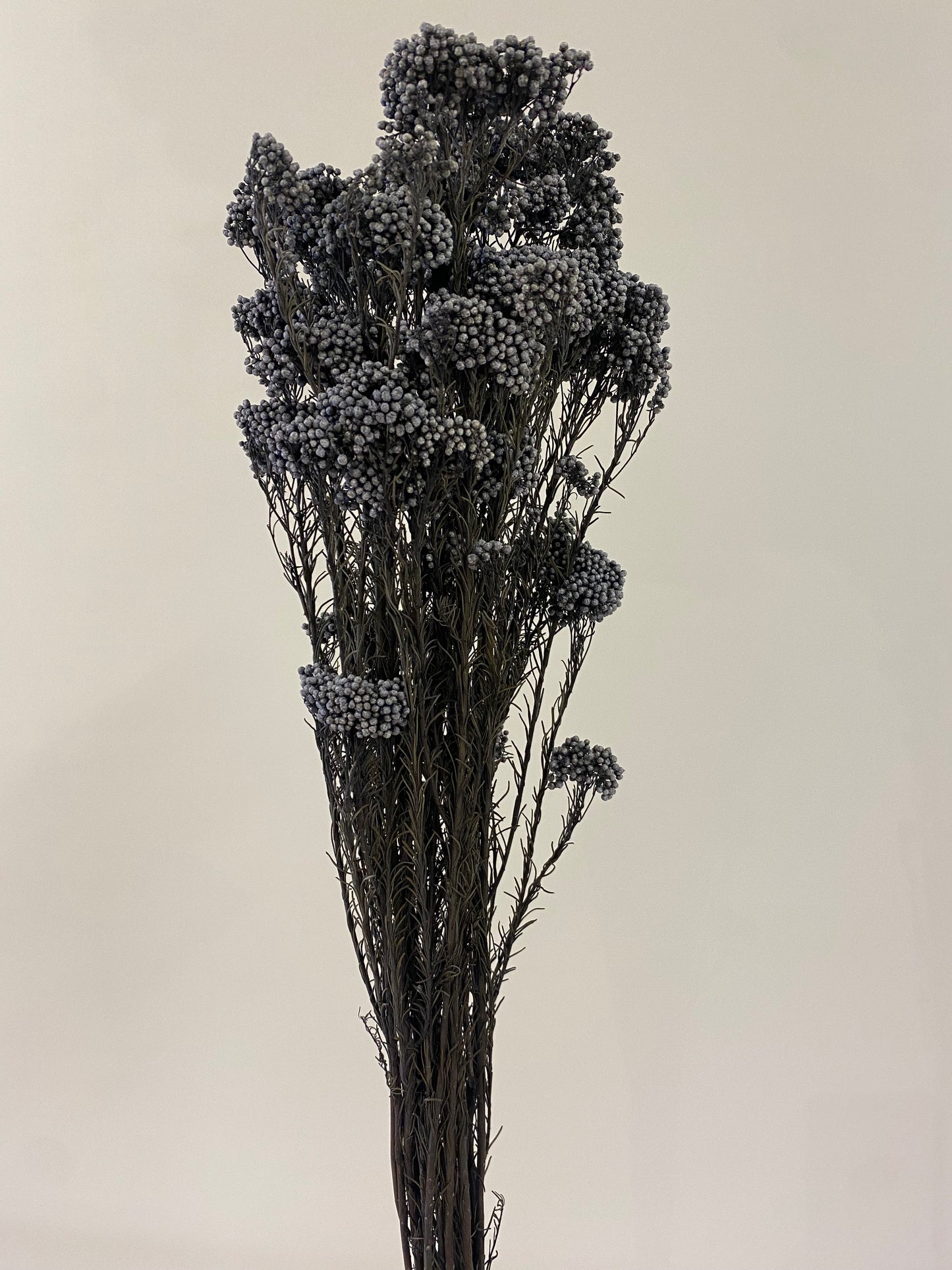 Charcoal Rice Flower Bunch Dried Flowers