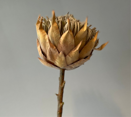 Crown Protea Coffee Artificial Flower Single Stem