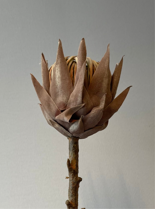 Coffee King Protea Artificial Flower Single Stem