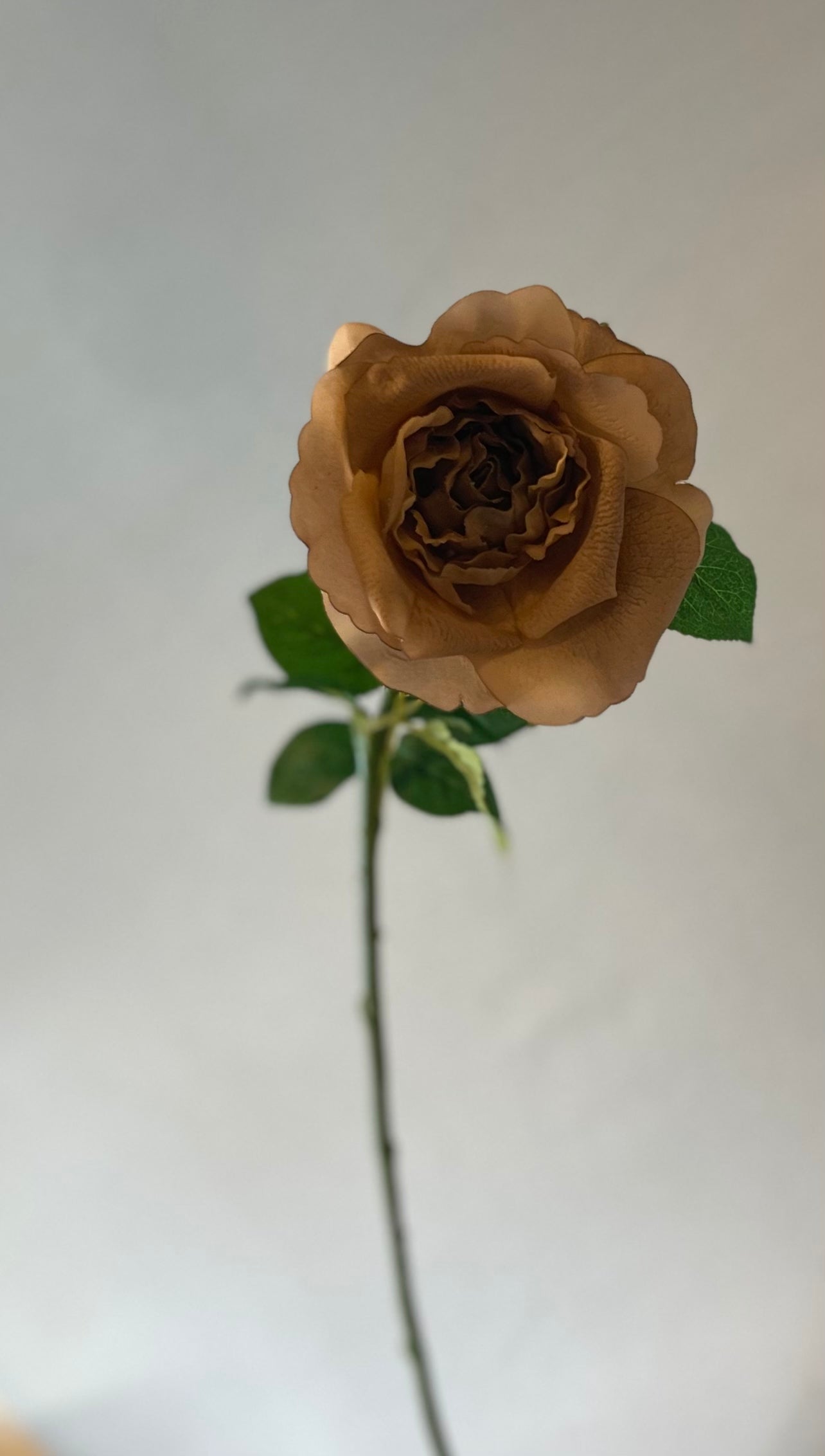 Real Touch Coffee Astrid Rose Single Stem Artificial Flowers Faux Flowers