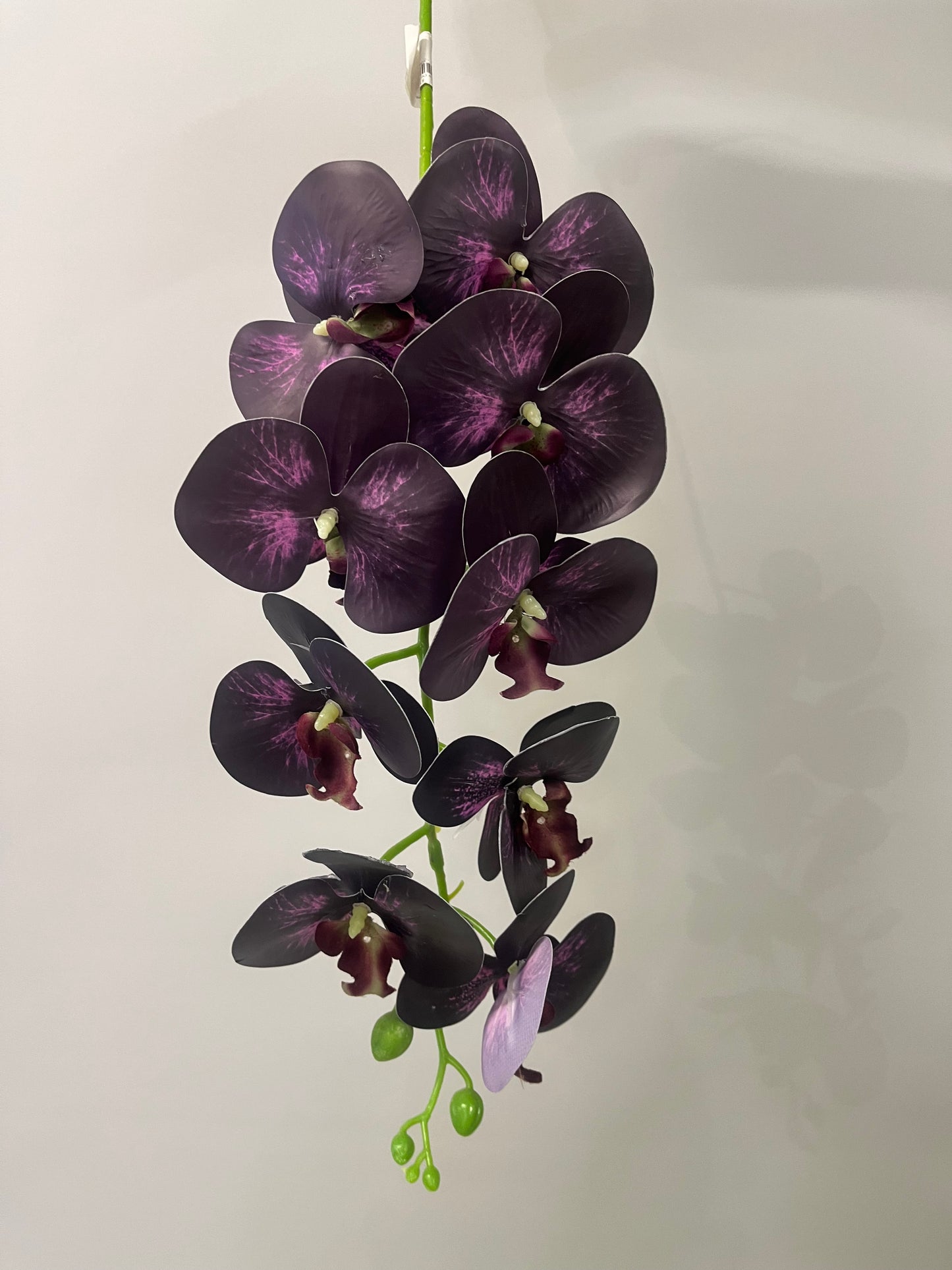 Thunder Orchid Single Stem