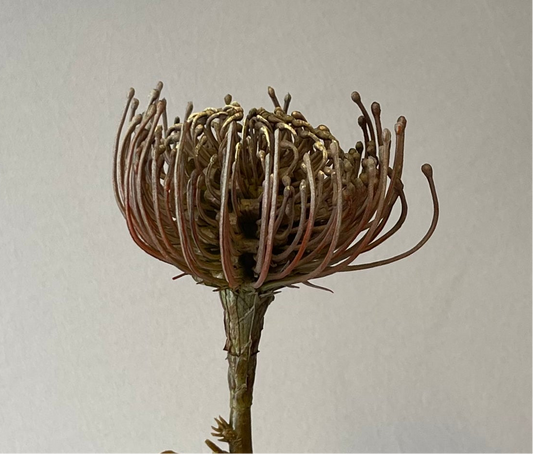 Coffee Protea Leucospemum Single Stem Artificial Flowers Faux Flowers