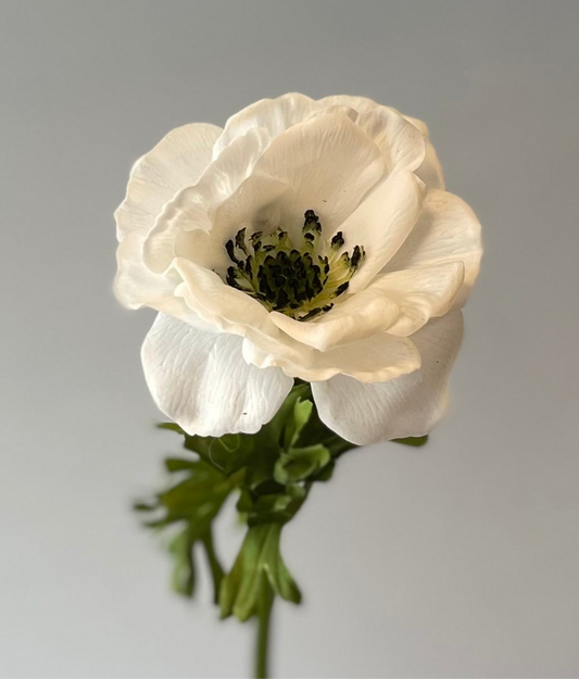 Real Touch Winter White Anemone Artificial Flowers Faux Flowers