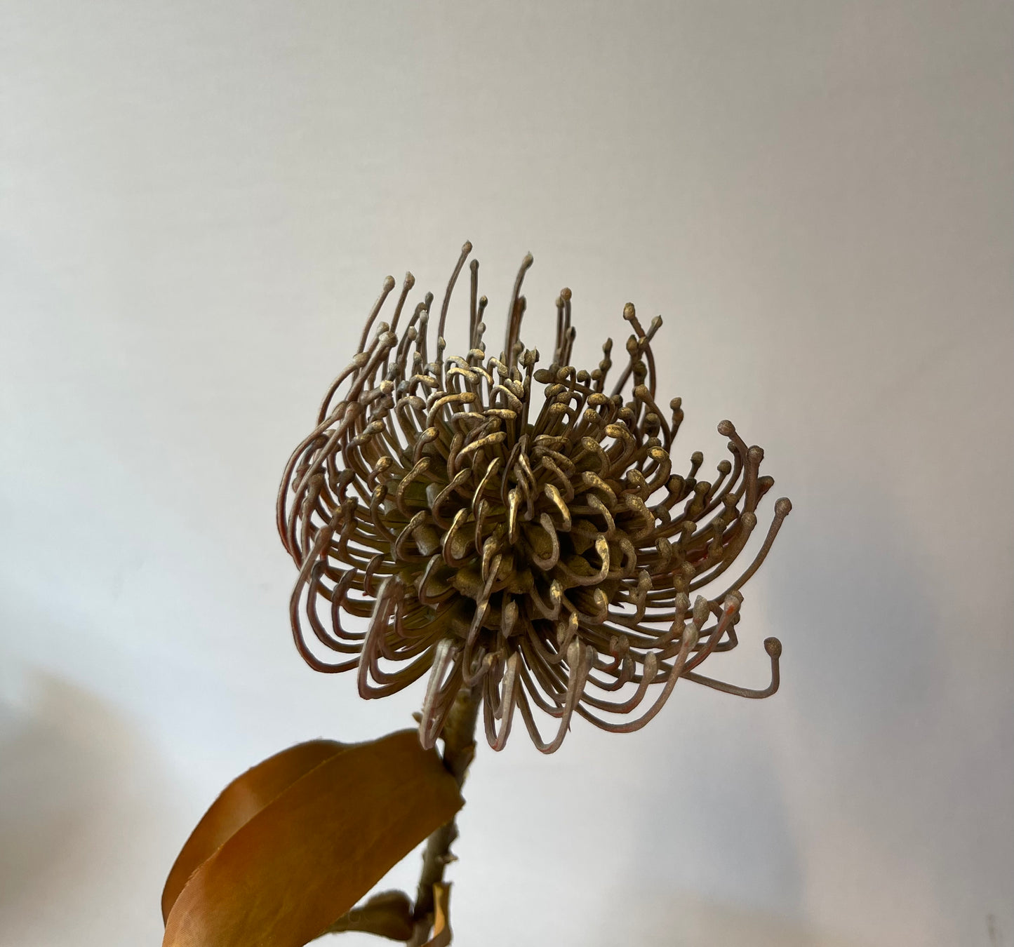Coffee Protea Leucospemum Single Stem Artificial Flowers Faux Flowers