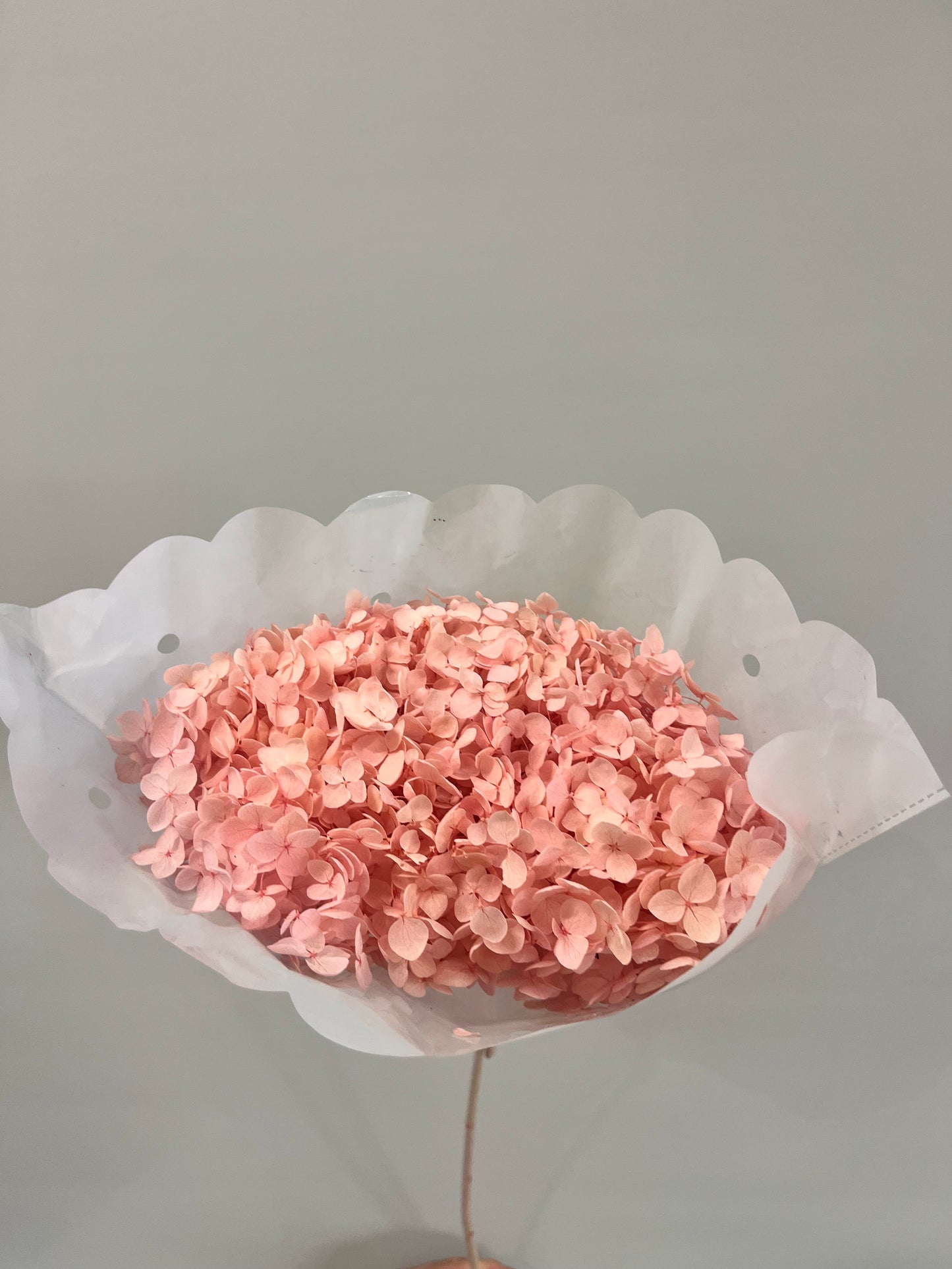 Light Pink Dried Hydrangea Single Stem