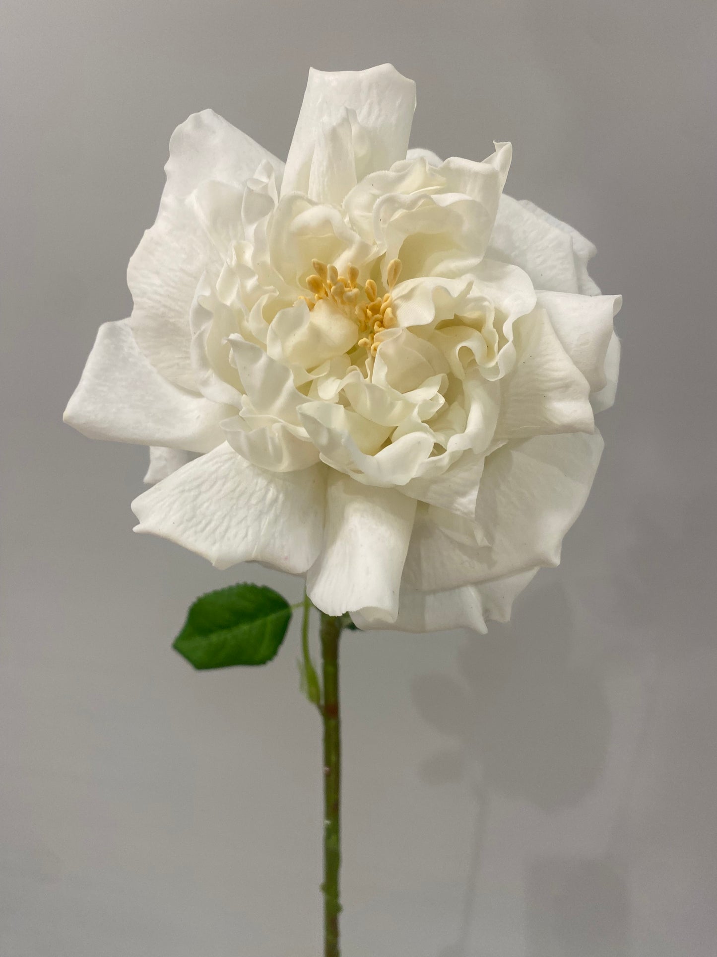 Real Touch White Austin Rose Single Stem   (Artificial flowers Faux Flowers)