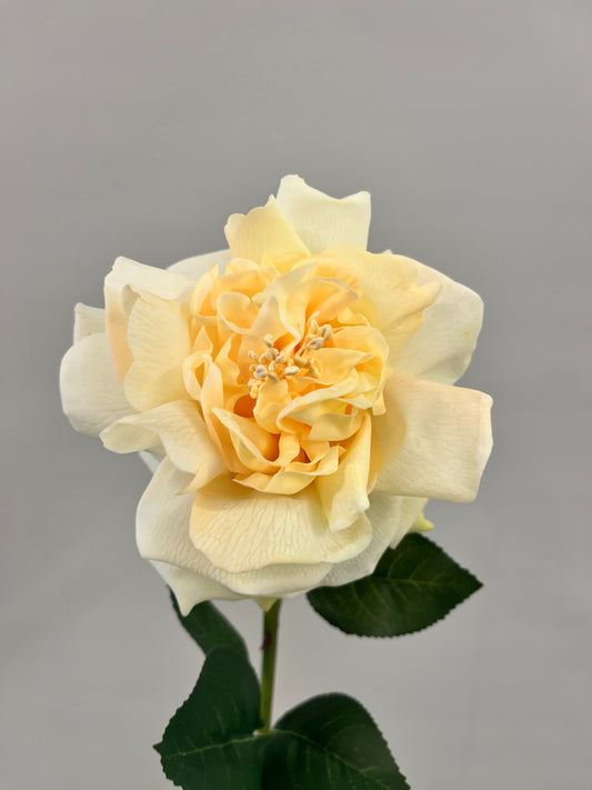 Real Touch Yellow Austin Rose (Artificial flowers Faux Flowers)