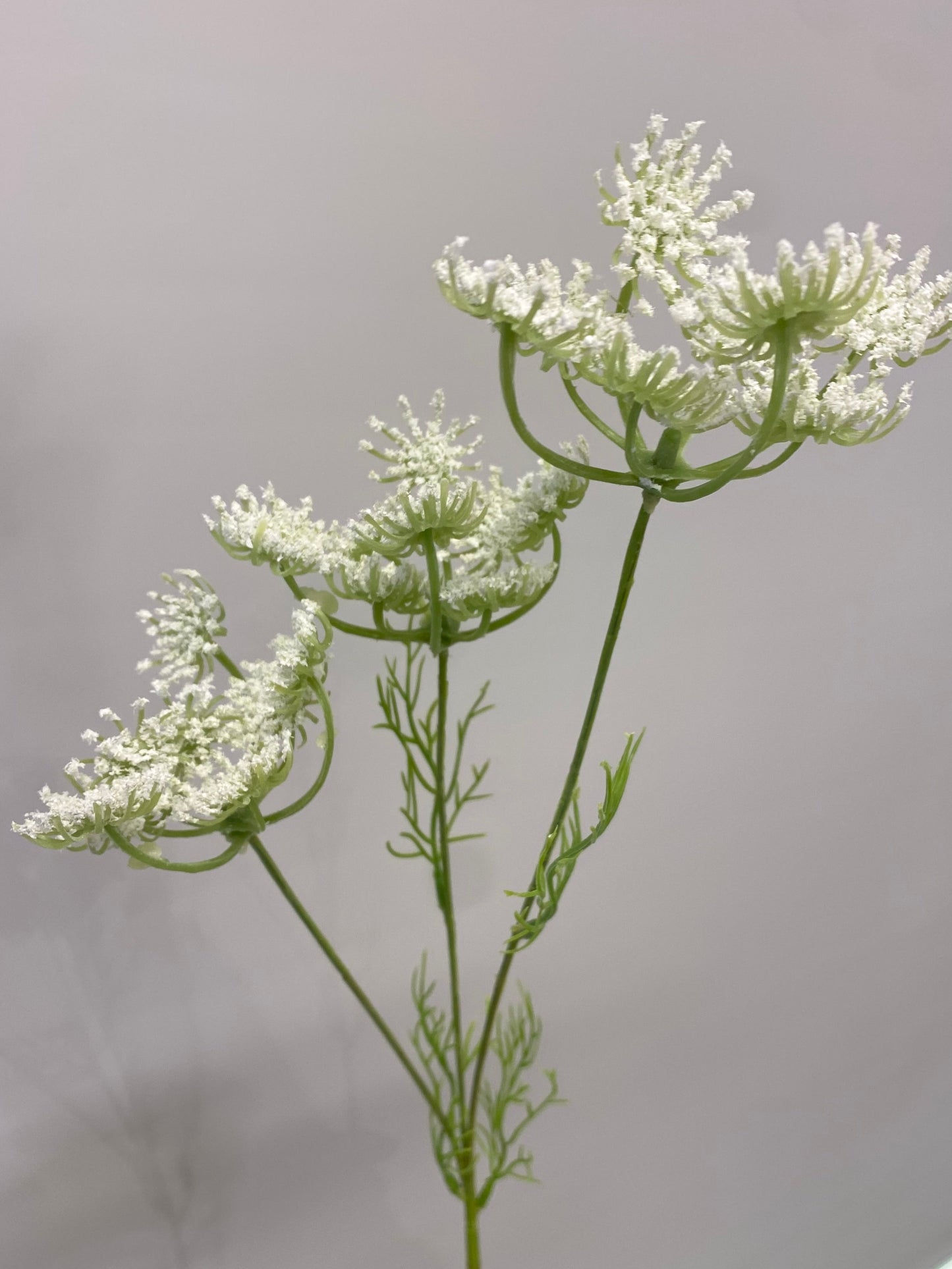 Real Touch Queen Anne's Lace Spray Light Green Single Stem Artificial Flowers