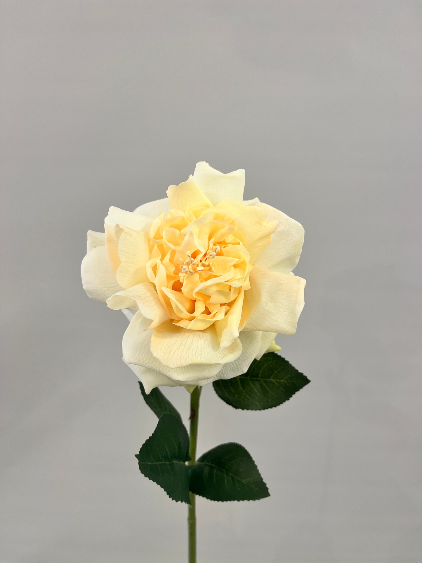Real Touch Yellow Austin Rose (Artificial flowers Faux Flowers)