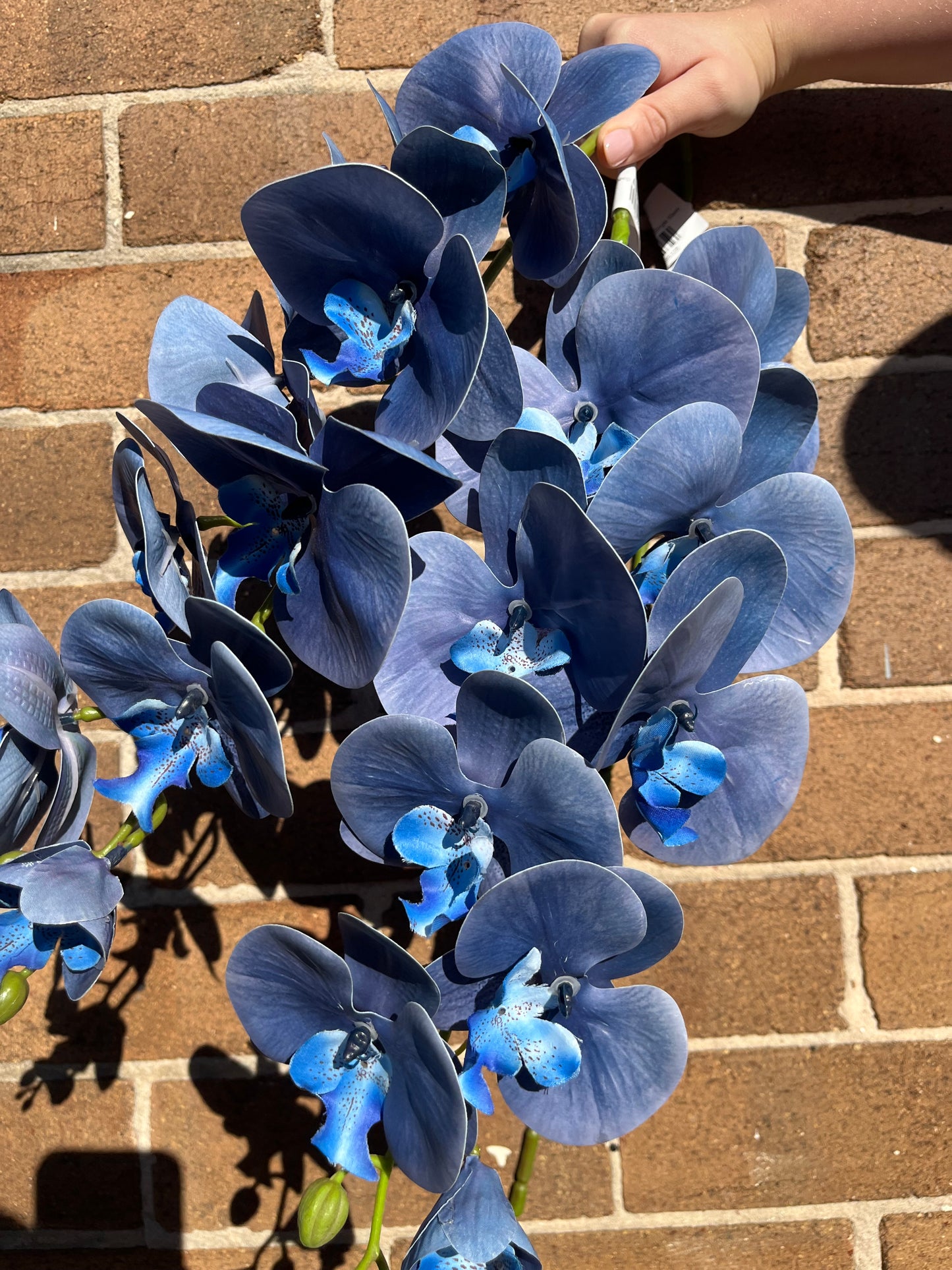 Deep Blue Orchid Single Stem