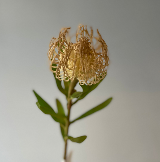 Light Coffee Protea Leucospermum Single Stem Artificial Flowers Faux Flowers