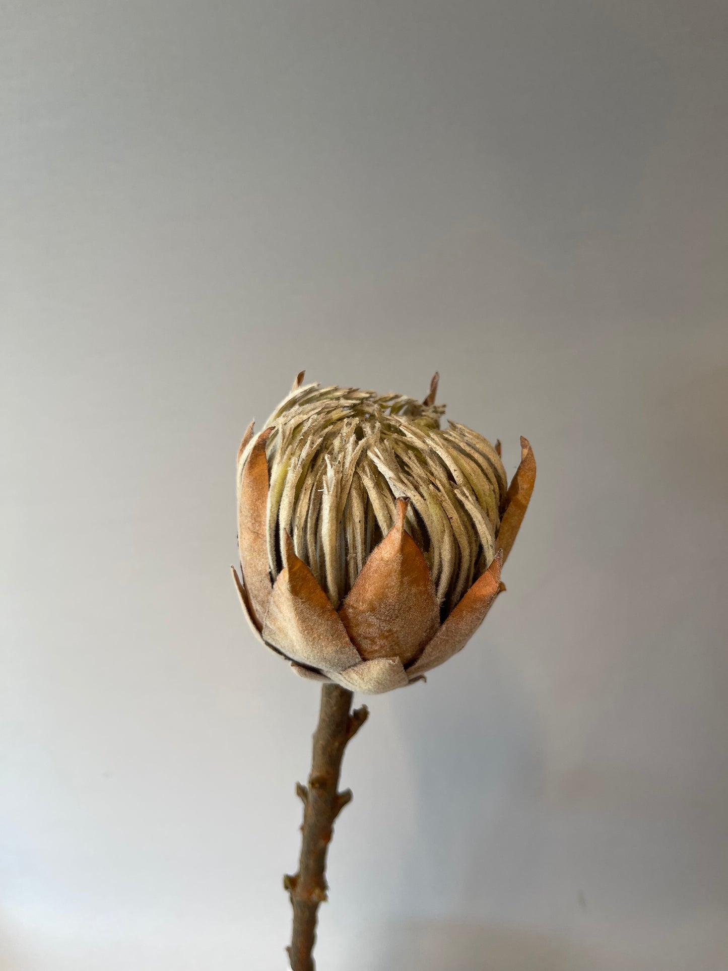 Small Coffee King Protea Single Stem Artificial Flowers Faux Flowers